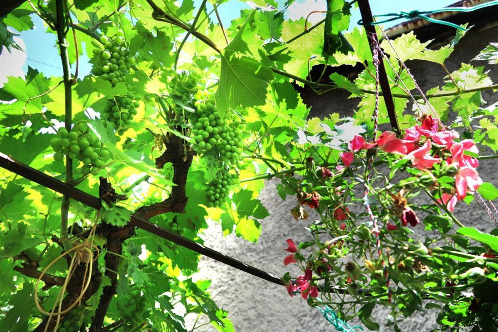 Modern&Cozy Bosnian House With Garden+Free Parking Hotell Sarajevo Eksteriør bilde