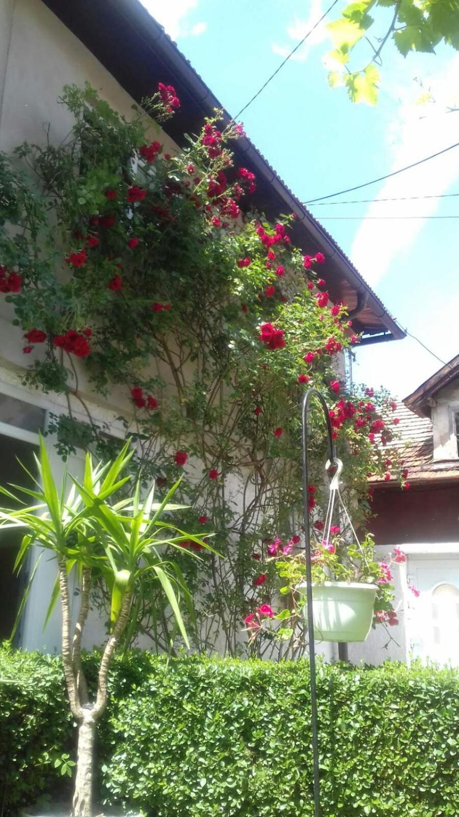 Modern&Cozy Bosnian House With Garden+Free Parking Hotell Sarajevo Rom bilde